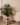 Wood on Wall