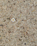 Varuprov Designpanel Organoid® - Wildspitze Daisies - Wood on Wall  