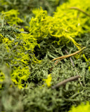 Akustikpanel Organoid® - Moss Mix - Wood on Wall  